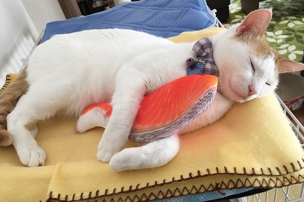 おなかいっぱいニャ 鮭の切り身モチーフの けりぐるみ を抱きしめて寝ちゃった猫ｗ ニコニコニュース