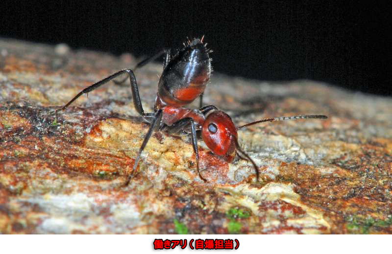 敵が巣に侵入すると自爆して毒を散乱する新種のアリが発見される その名も 自爆アリ ニコニコニュース