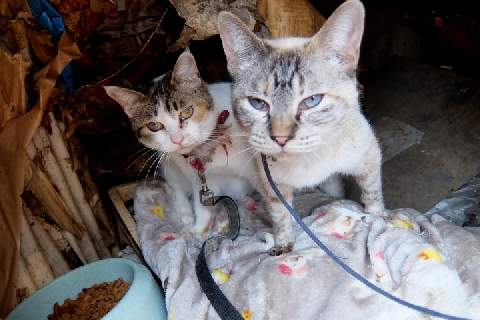 猫22匹 動くぬいぐるみ 扱い ゴミ屋敷 野ざらしケージでネグレクト エサは食べ残し弁当 ニコニコニュース