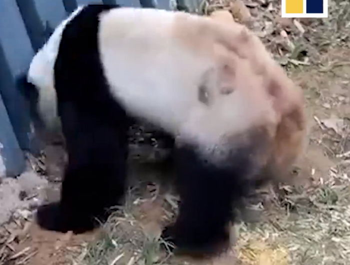 動画 中国の動物園のパンダが精神病になり異常行動 精神病だから面白い行動するよ と宣伝し批判殺到 ニコニコニュース