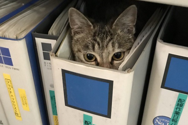 とある職場を訪れたら ファイルに隠れて作業員をにらむ猫を発見 ニコニコニュース