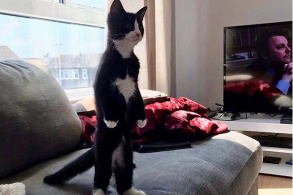 背筋ピンッ 人間みたいに二本足で立つ猫のコラ合戦が始まる ニコニコニュース