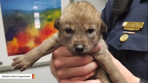 迷子の子犬が警察に届けられる 実は野生のコヨーテだったことが判明 ニコニコニュース