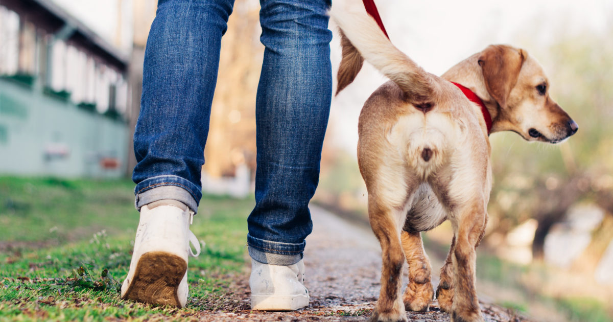 早く死んじゃえばいいのにね 盲目の愛犬への暴言に 言葉を失う ニコニコニュース