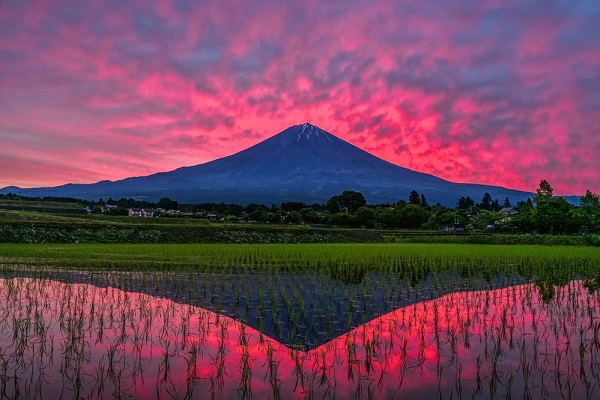 撮影者に取材 朝焼けに染まる 水田と富士山 が美しい ニコニコニュース