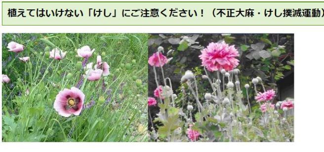 この花に見覚えありませんか 違法なケシの開花シーズンで保健所が注意喚起 ニコニコニュース