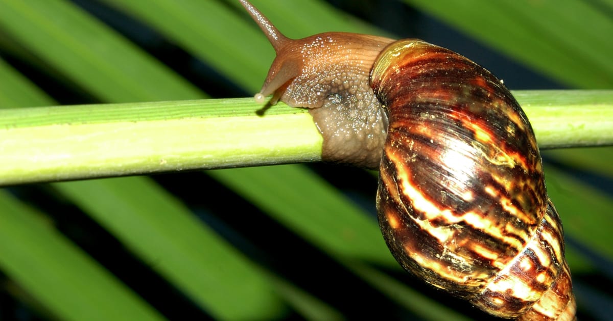 カタツムリ の 寄生 虫