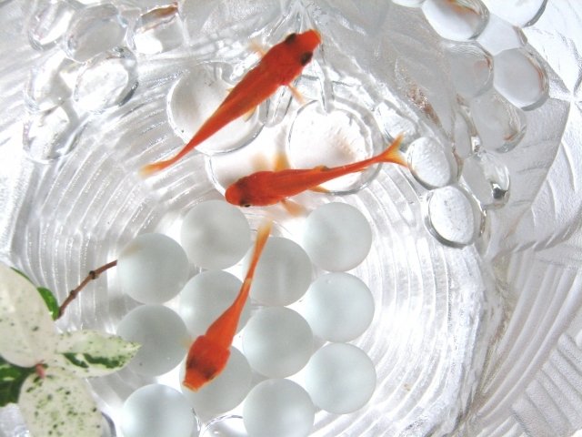 金魚すくい全国大会もある 金魚の町 その歴史は江戸時代までさかのぼる ニコニコニュース