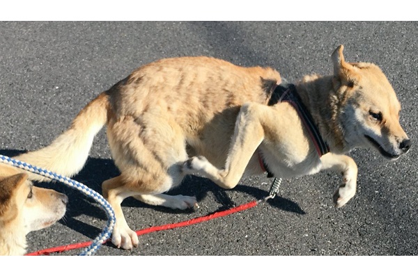 これはジワる 絵が下手な人が描いた走ってる犬 のようになってしまったワンコｗ ニコニコニュース