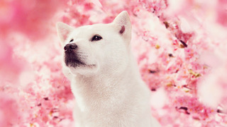 ソフトバンクが白戸家のお父さん犬 カイくんありがとう展 を開催 ニコニコニュース