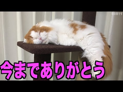 マホト 動画タイトルが不謹慎と視聴者激怒 ニコニコニュース