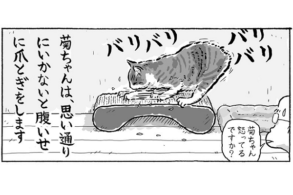 思い通りにいかないと腹いせに 激しい爪とぎ をする愛猫と夫婦の漫画が話題 ニコニコニュース