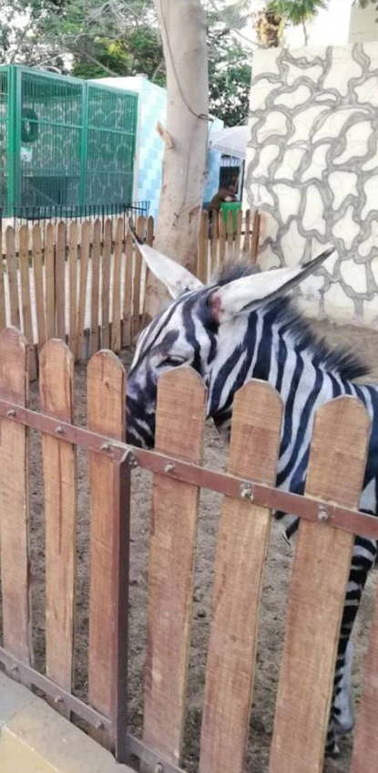 シマウマが高いためロバを縞模様に塗って飼育してる貧乏動物園 動物園はシマウマと主張 ニコニコニュース