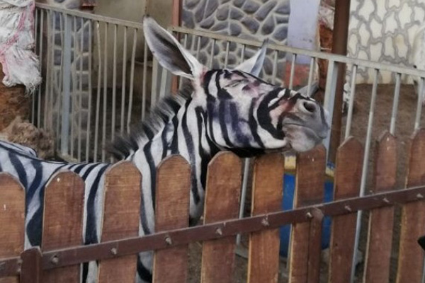 猛暑でペイントがにじみ発覚 ロバを白黒に塗ってシマウマと偽ったエジプトの動物園 ニコニコニュース