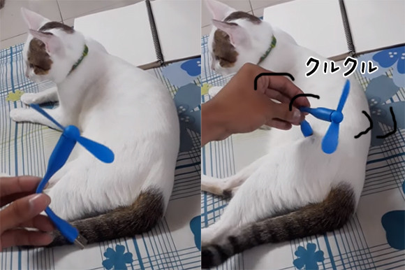 動力は猫 猫にくっつけると起動する ネコ駆動式ファン ニコニコニュース