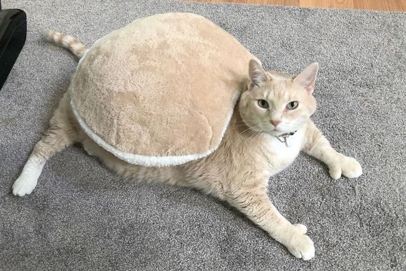 太っちょ猫のダイエット計画。インスタグラムでその過程を公開中 - 猫 ダイエ
ット 成功