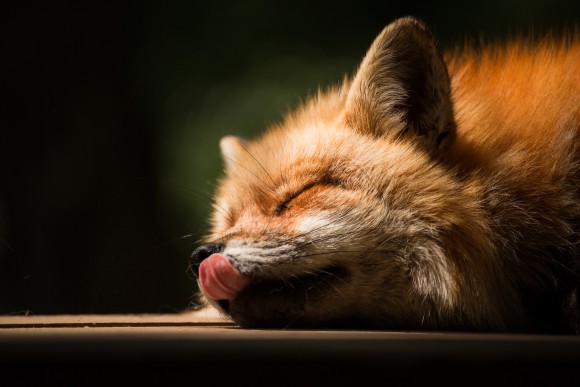 野生のキツネを犬のような従順なペットにするための交配実験から明らかとなった家畜化遺伝子 ロシア研究 ニコニコニュース