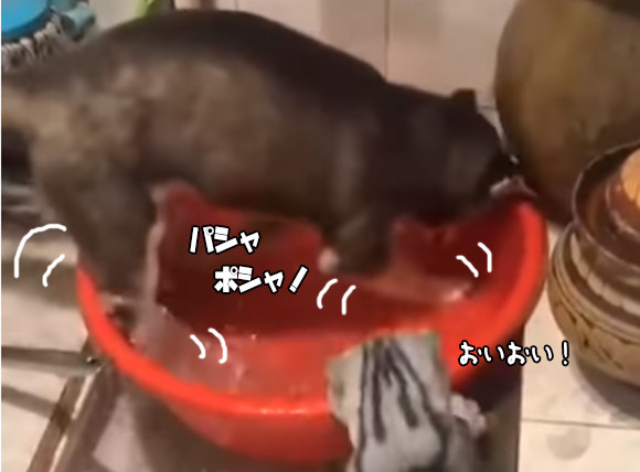 おい 水を無駄にするなとあれほど 水遊びをしていた犬 猫にたしなめられてしょぼーん ニコニコニュース