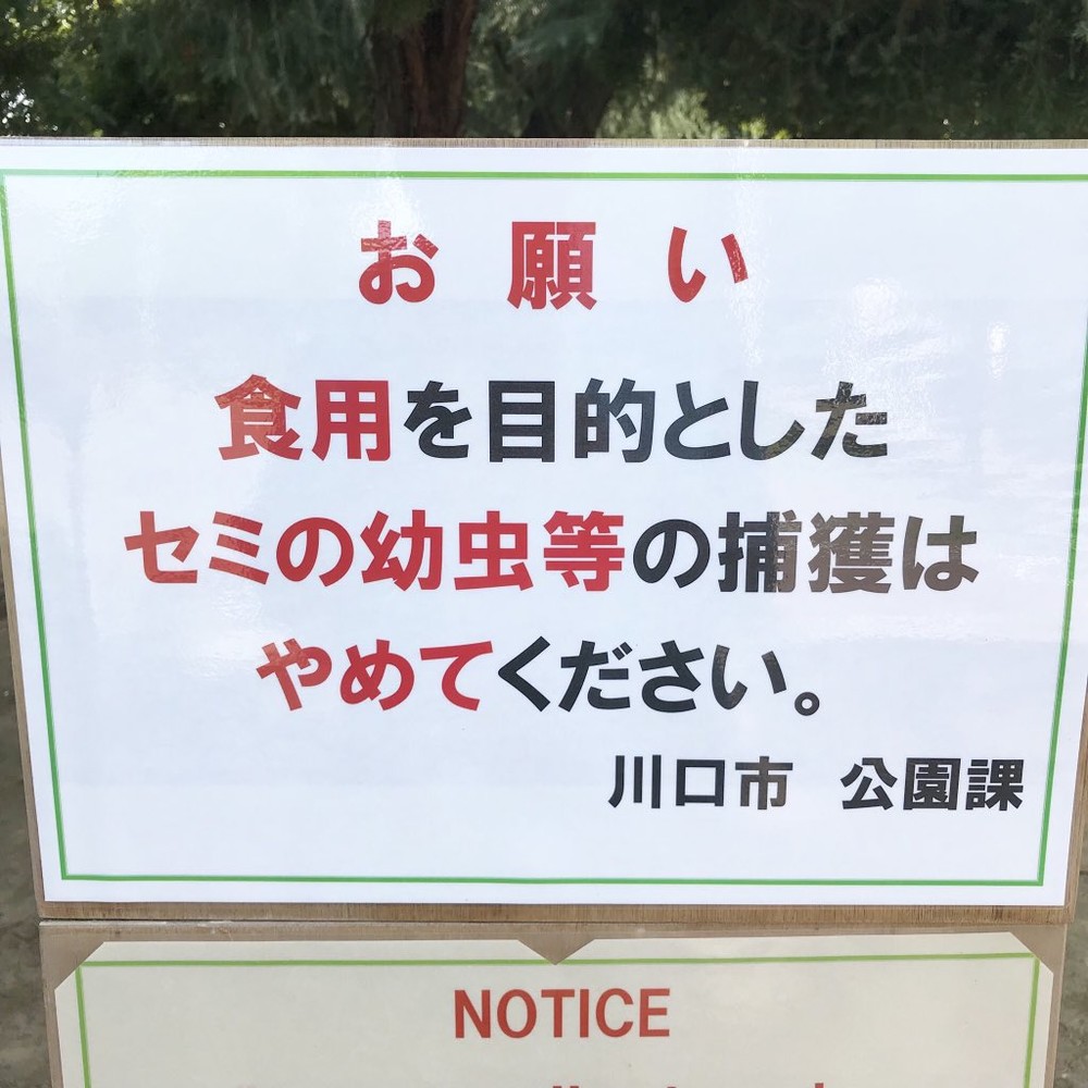 食用目的のセミの幼虫捕獲やめて 埼玉の公園担当課が注意促したワケ ニコニコニュース