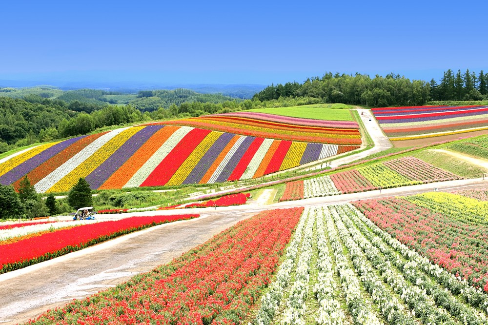 もう北海道来ないでください インスタ映え狙って畑踏み荒らし被害続発 ニコニコニュース