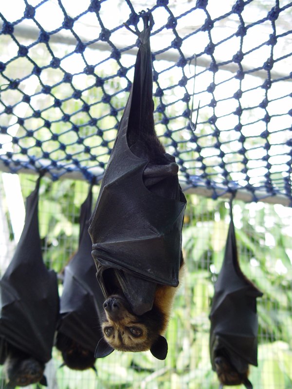 ギャア 世界一巨大な フィリピンオオコウモリ が夢に出てきそうで怖い と話題に ニコニコニュース