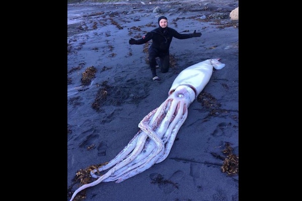 体長4 2メートル やや小さめ のダイオウイカが海岸に打ち上げられる ニコニコニュース