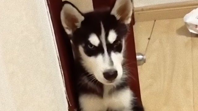 お鼻を押すと鳴き声が小さくなる ボリュームコントローラー機能が搭載されたハスキーが発見された ニコニコニュース