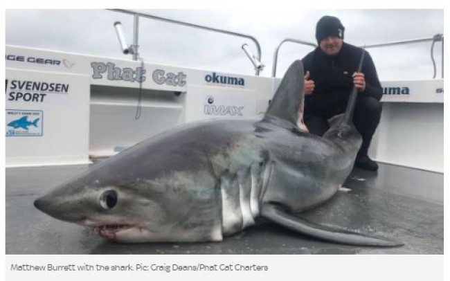 まさかのキャッチ リリース 2m43cm 146kgの巨大サメを捕獲 イギリス ニコニコニュース