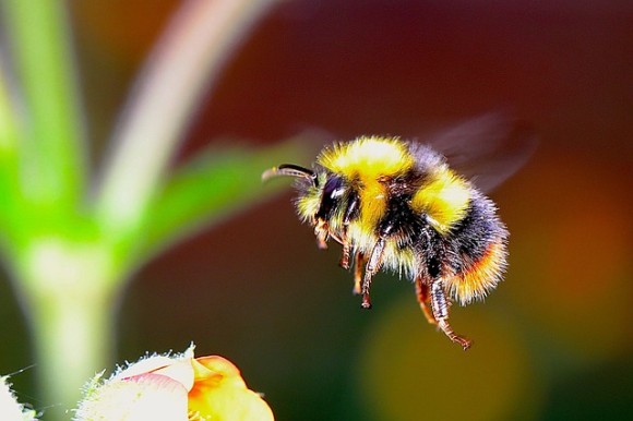 殺虫剤で依存症 ミツバチが殺虫剤を好んで食べるようになることが判明 英研究 ニコニコニュース