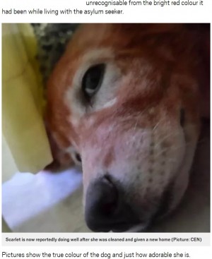 染髪剤で全身真っ赤に染められた犬が救助される ギリシャ ニコニコニュース