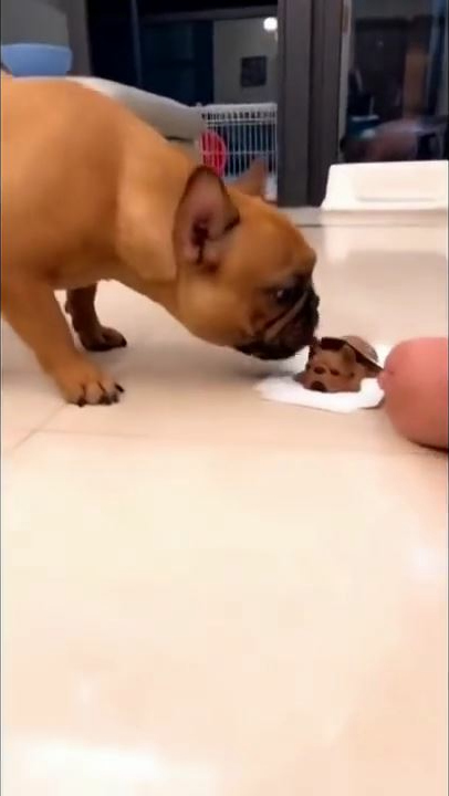 犬 ケーキ びっくり 犬 ケーキ びっくり Gif イスラムアニメ画像