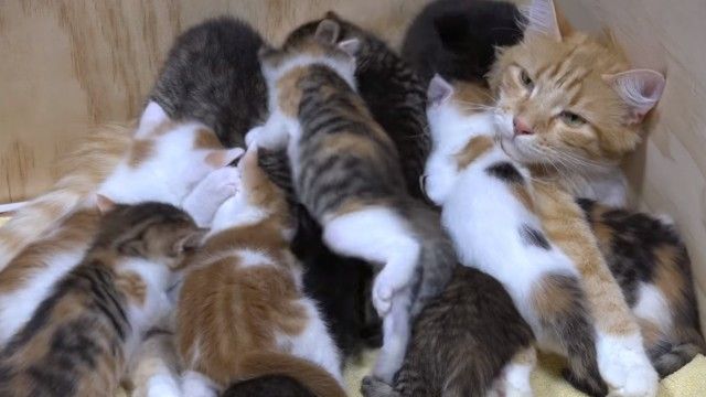 猫の手も借りたい 子だくさん14匹 子育てを頑張るお母さん猫の奮闘ぶり ニコニコニュース