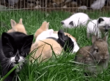 ぴょんぴょん跳ねる子ウサギ達と一緒にいる子猫達 ウサギの様な気持ちになって来て ニコニコニュース