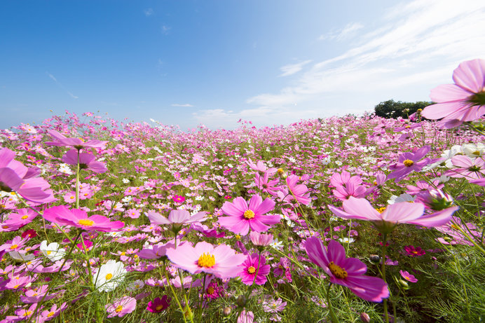 見頃を迎える秋のコスモス畑に行こう レジャー特集 中国編 ニコニコニュース
