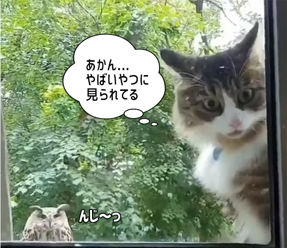 ニンゲン 早く窓開けろ フクロウにロックオンされた猫のこっち見るな感がすごい ニコニコニュース