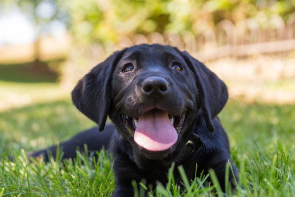 冤罪から救ってくれたのは犬 容疑者が射殺した と証言された黒い犬が発見され有罪判決が撤回 アメリカ ニコニコニュース