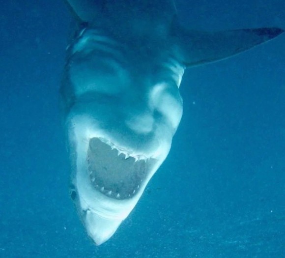 悪魔を宿してしまったのか 不敵に笑っているようにみえるサメの画像が海外で話題に オーストラリア ニコニコニュース