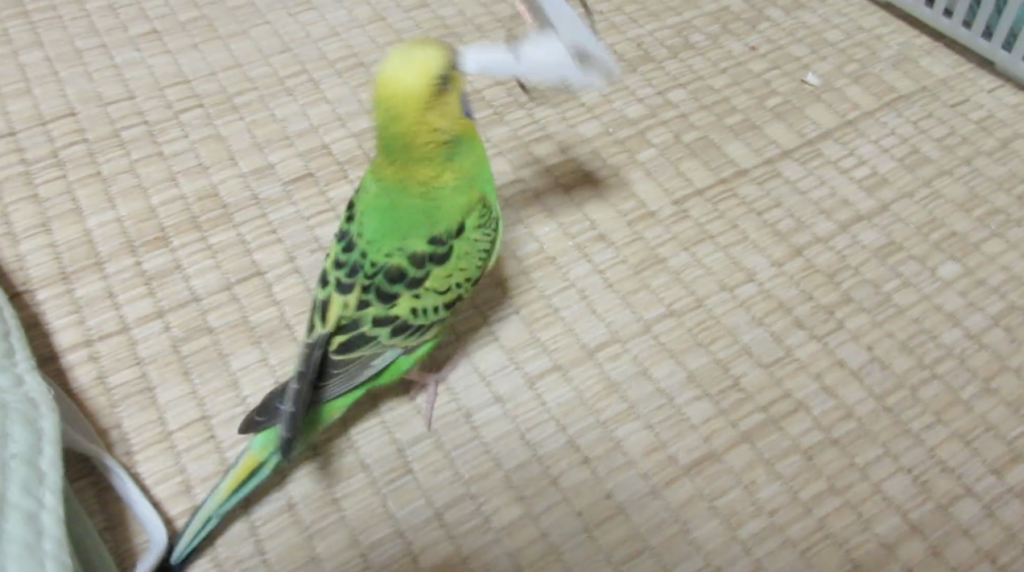 野生の解放 インコ ムカつく洗濯バサミをメッタメタに打ちのめす ニコニコニュース
