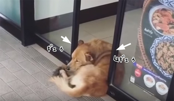 コンビニの自動ドアに抱きしめられたい犬のいる風景 タイ ニコニコニュース