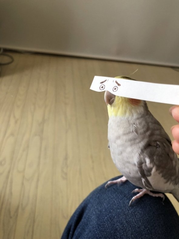 福岡県民なら思わず笑っちゃうインコのコスプレ ニコニコニュース