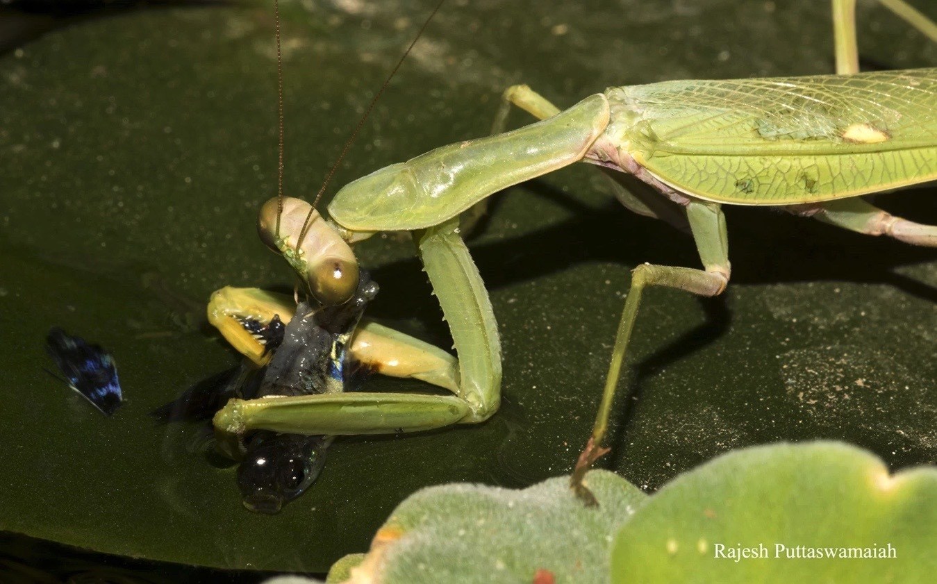 魚狩りをするカマキリを初観測 カマキリは 新しい狩り方法 を編み出せる ニコニコニュース