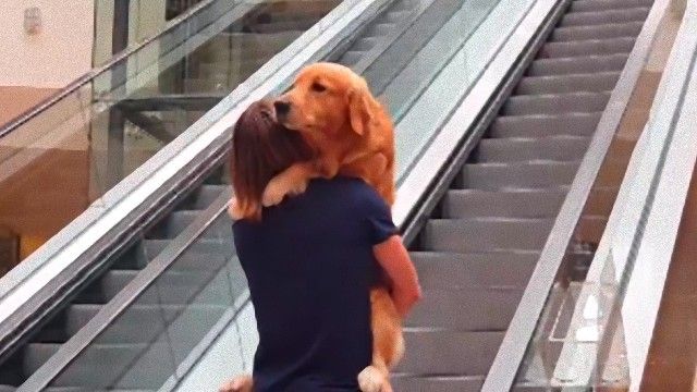 こわい こわい エスカレーター怖い エスカレーターに尻込みする犬 飼い主さんに抱っこしてもらう ニコニコニュース