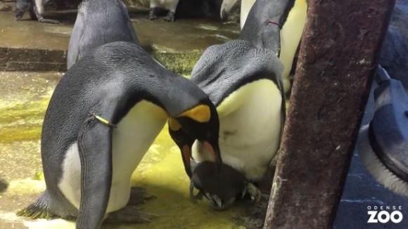 ペンギンの赤ちゃんが放置されているのを見たゲイのペンギンカップル 赤ちゃんを保護しお世話するも実親とのバトル勃発 ニコニコニュース
