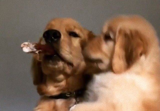 ねえそれ あたちにもちょーだい 妹分の子犬を上手にあやすお兄ちゃん犬 ニコニコニュース