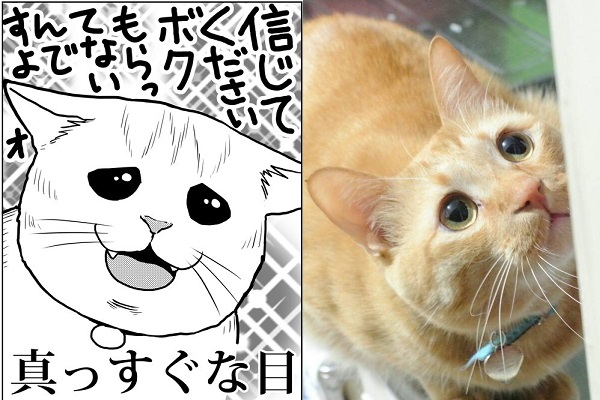 おやつが欲しい と目で訴えてくる演技派のニャンコが可愛い ニコニコニュース