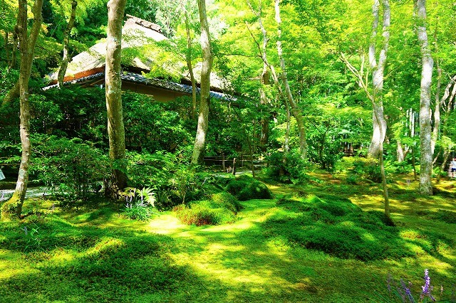 【京都嵐山】モフモフ感がたまらない、祇王寺の苔ワールドにようこそ | ニコニコニュース