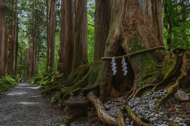 年齢と性別を伝えると神職者がひいてくれる 戸隠神社の日本神話のおみくじ ニコニコニュース