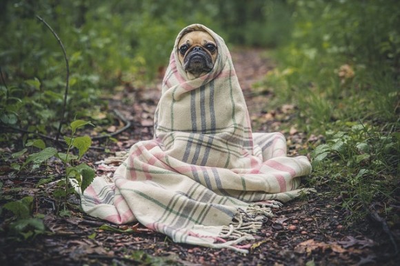 愛犬は本当に幸せなのか 専門家が教えてくれた 愛犬を理解するための10のチェックリスト ニコニコニュース