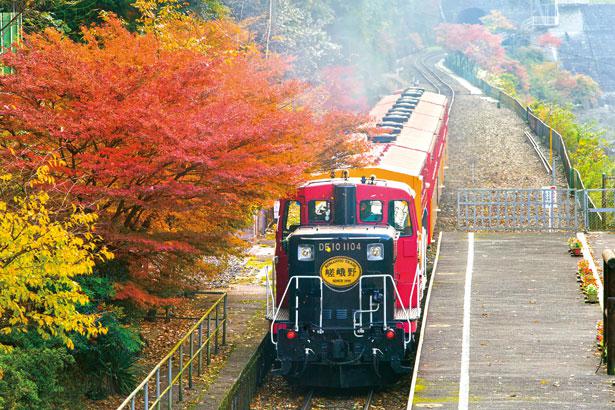 ライトアップもあり レトロな嵯峨野トロッコ列車で絶景モミジを ニコニコニュース