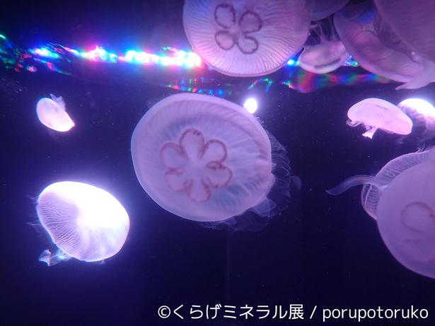 ゆらゆら キラキラ クラゲと鉱物の幻想的なコラボ展が名古屋で開催 ニコニコニュース